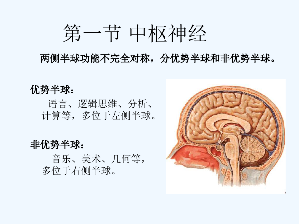 第一节中枢神经系统(ppt)