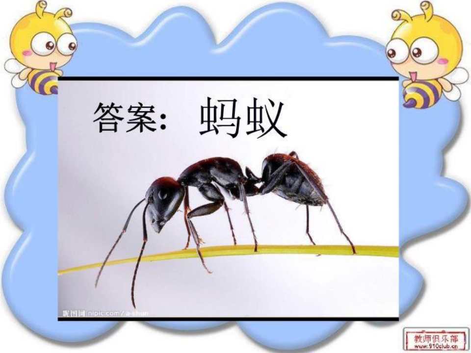 教科版科学三上《蚂蚁》PPT课件3