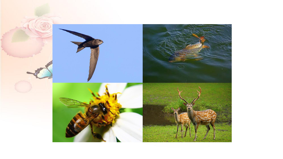 2020人教版四年级上册科学1.1鸟与哺乳动物优质课件
