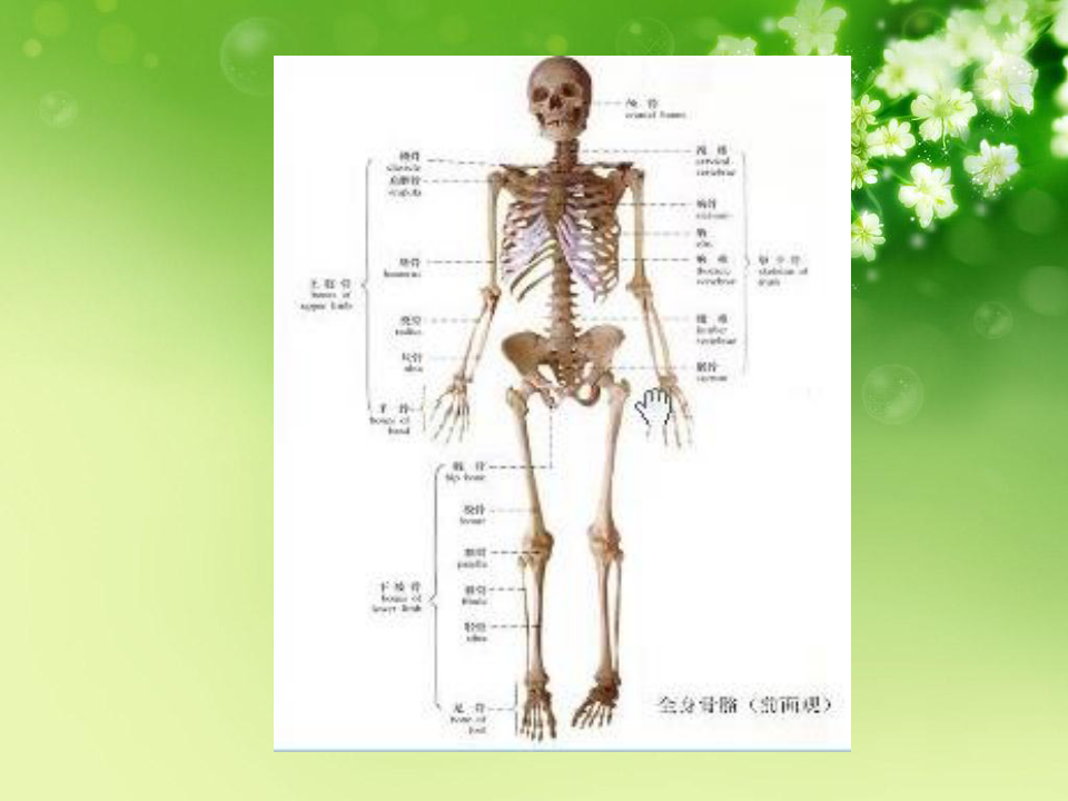 生物力学课程骨骼力学优秀课件