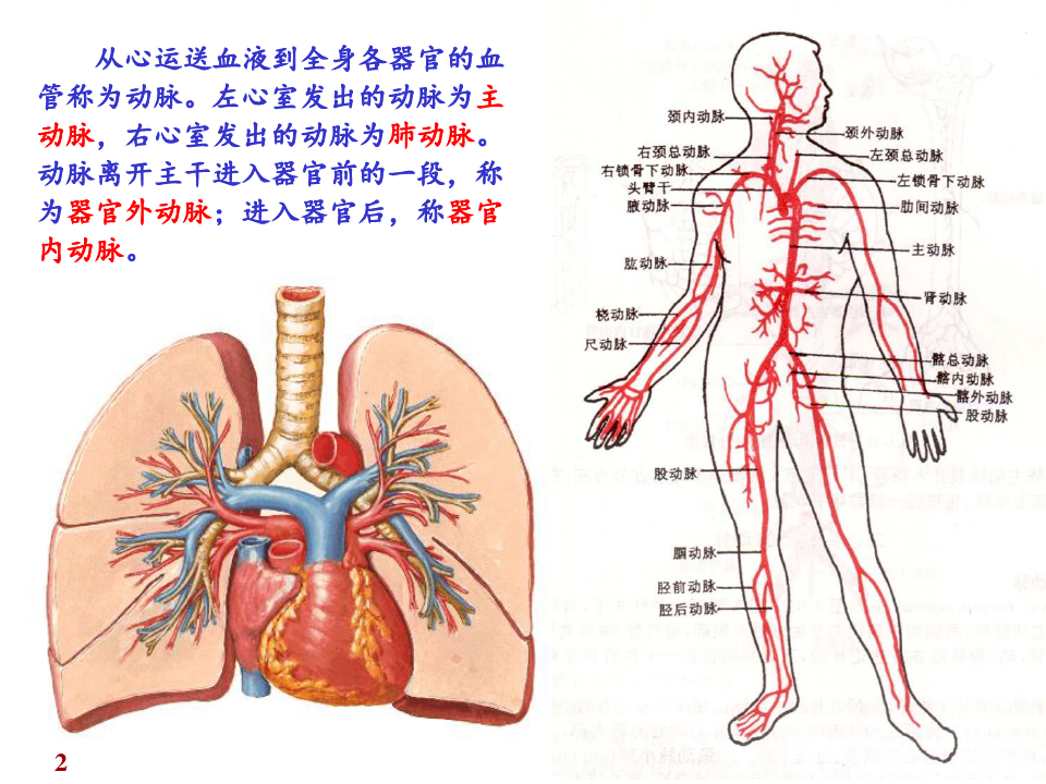 系统解剖学——动脉 ppt课件