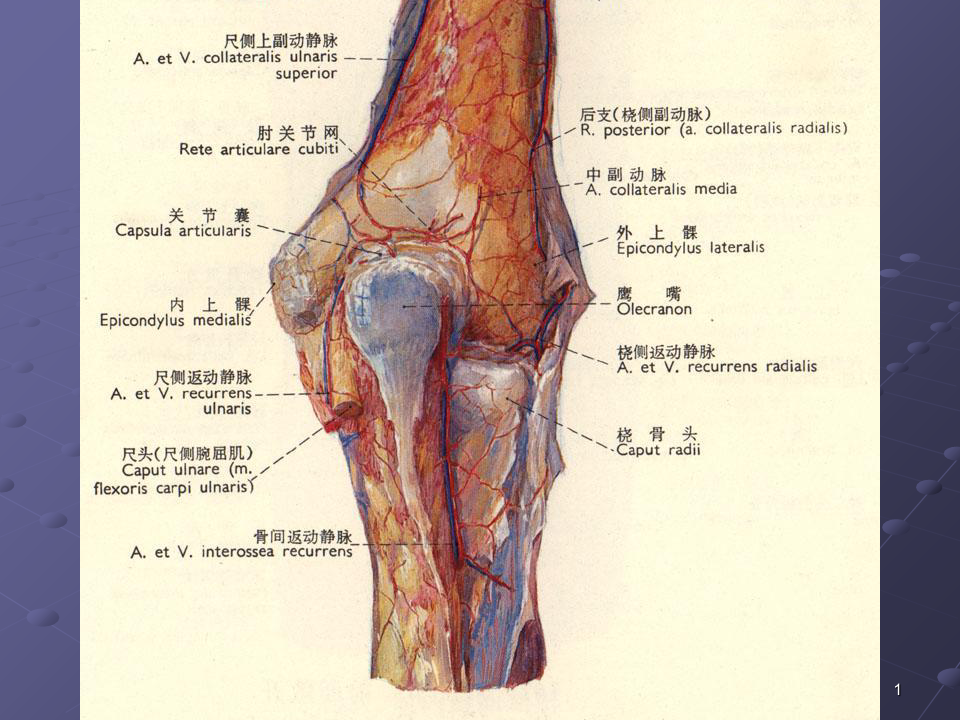 肘关节解剖PPT课件