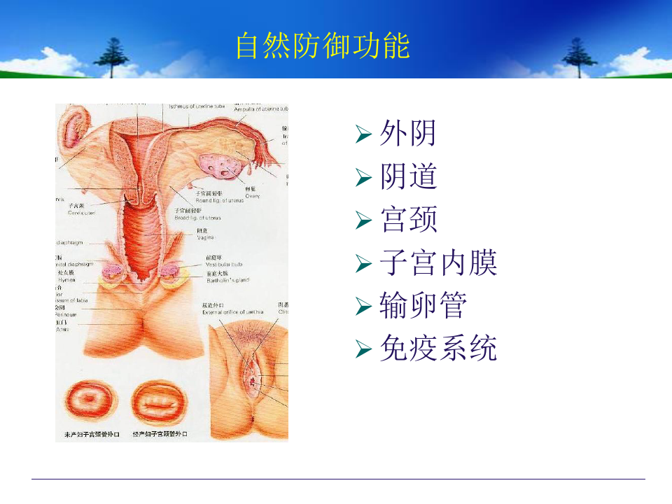 妇产科学教学课件：女性生殖系统炎症