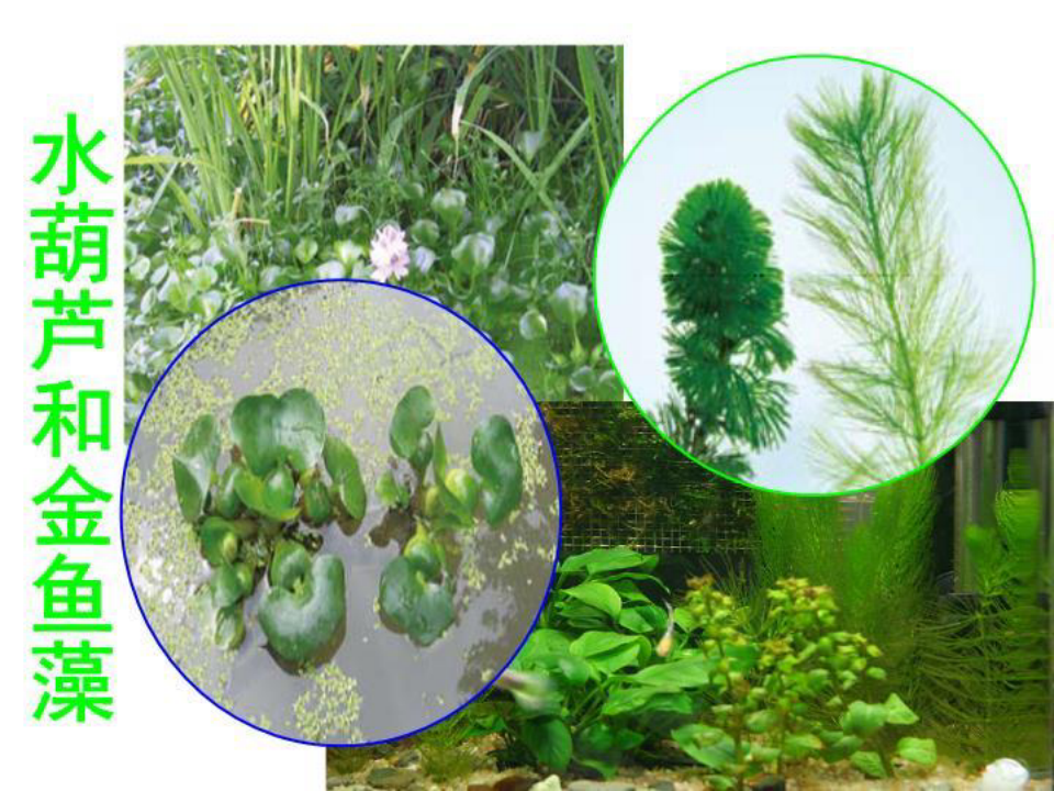 教科版科学三上《观察水生植物》PPT课件8
