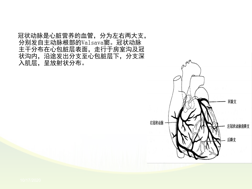 冠状动脉解剖ppt课件