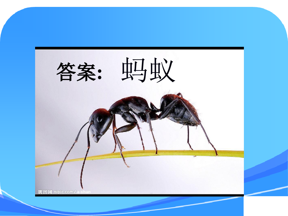 教科版三年级科学上册《蚂蚁》课件