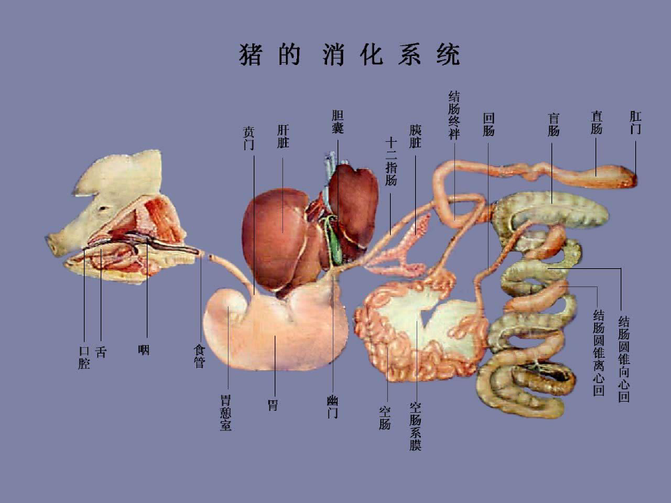 畜禽解剖学消化系统培训课件