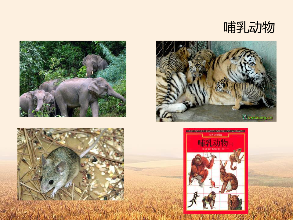 初中八年级上册生物 《哺乳动物》动物的主要类群优质课件PPT
