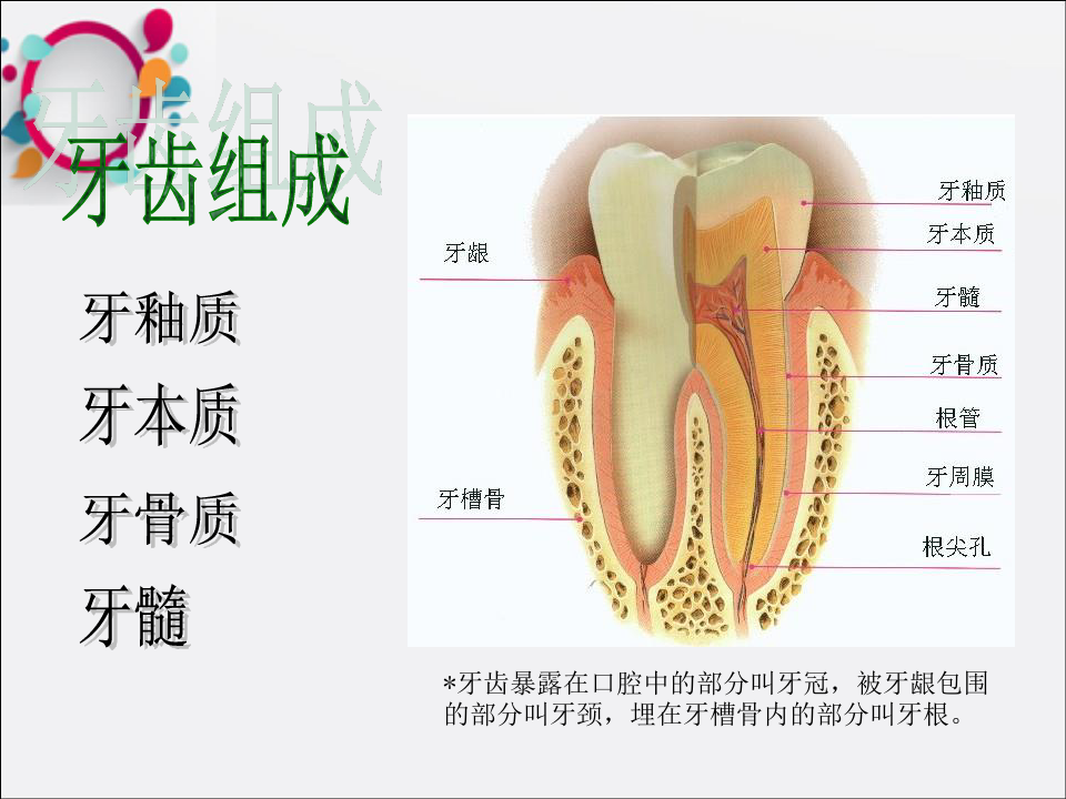 幼儿园健康教育-牙齿的保护-ppt课件