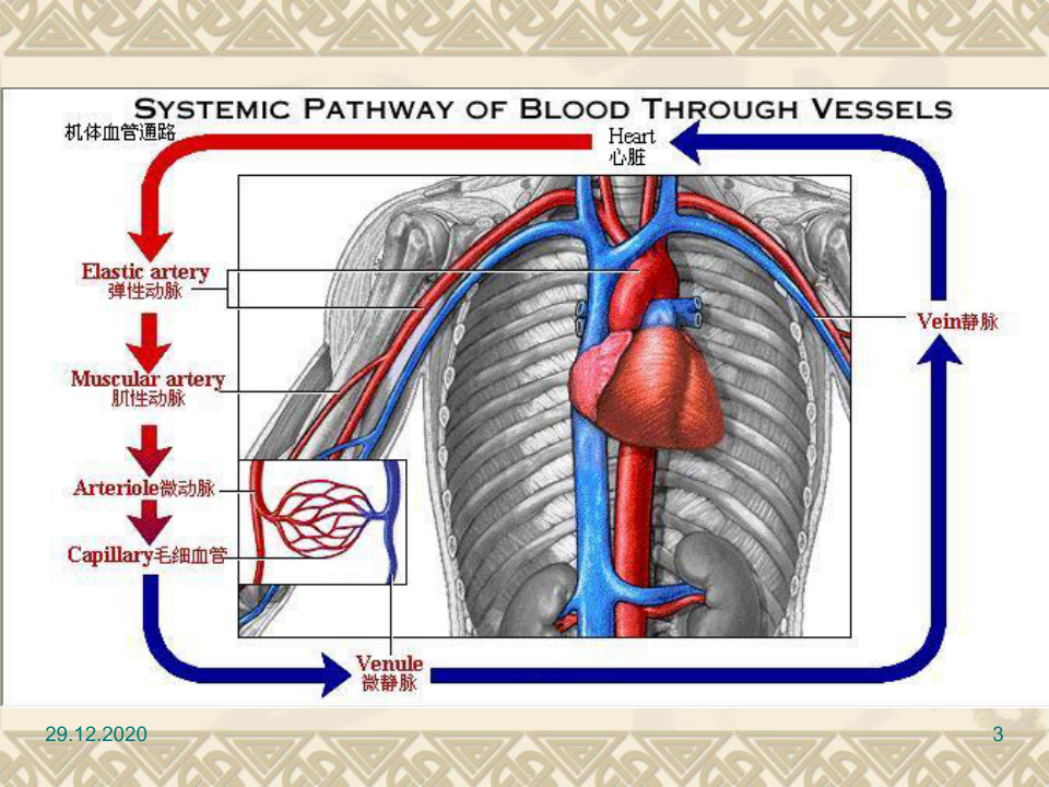 心血管疾病的预防PPT课件