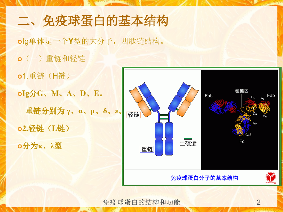 免疫球蛋白的结构和功能培训课件
