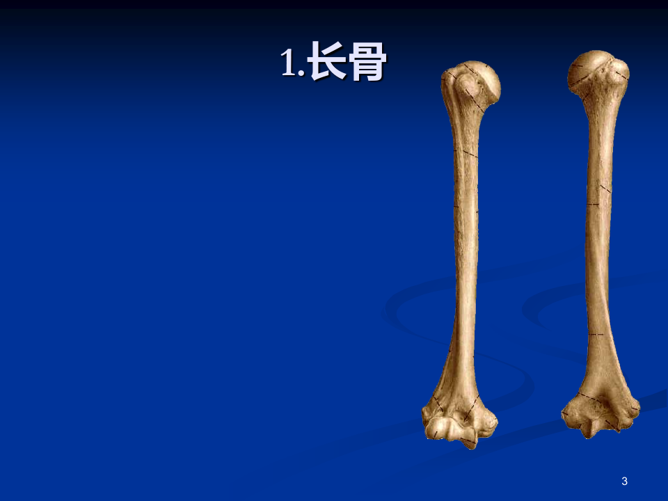 人体解剖学第二章运动系统骨骼资料PPT课件