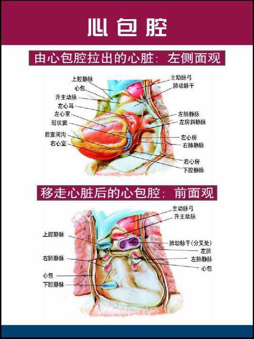 心脏解剖图[1]