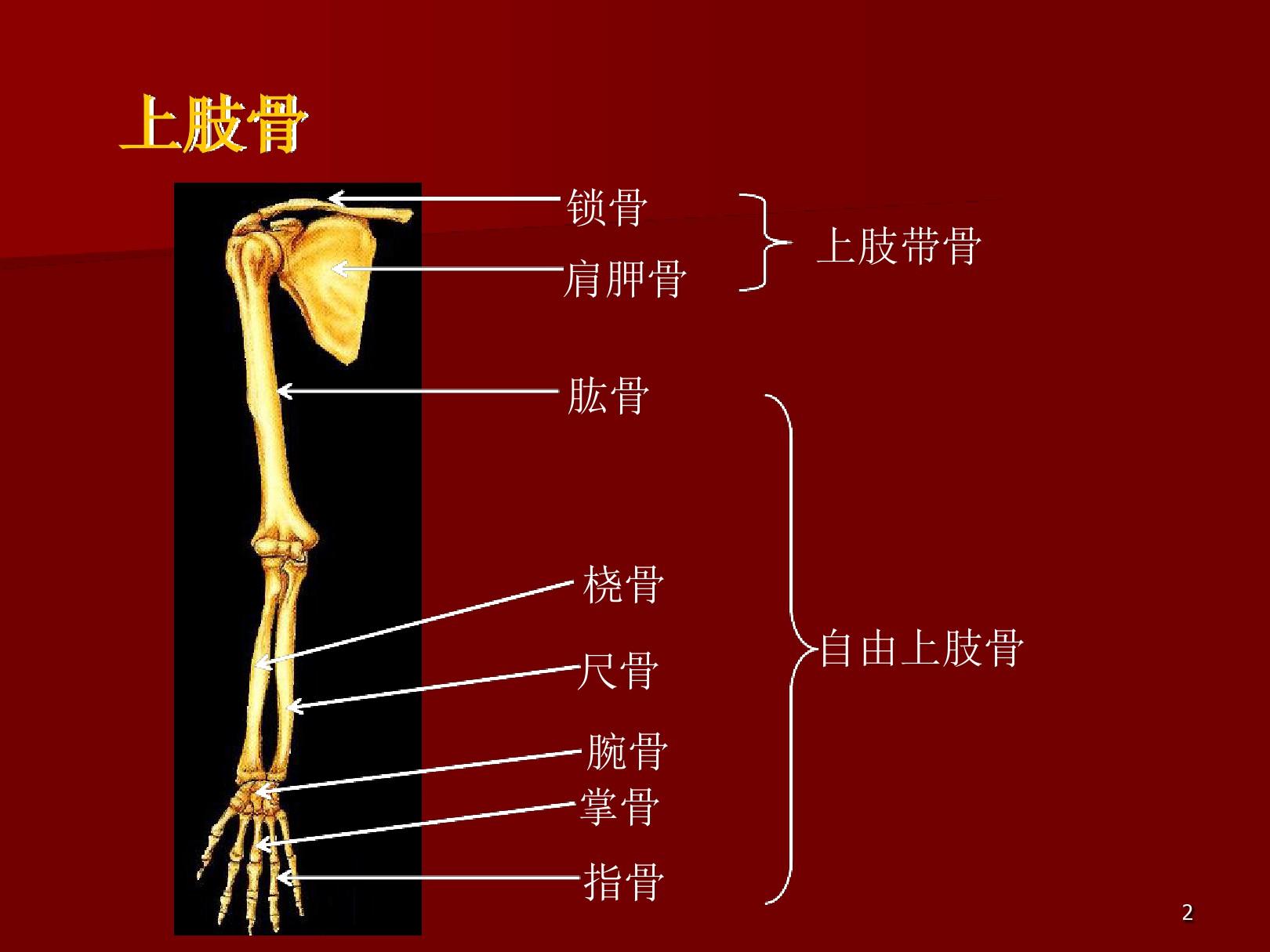 上肢骨及其骨连结