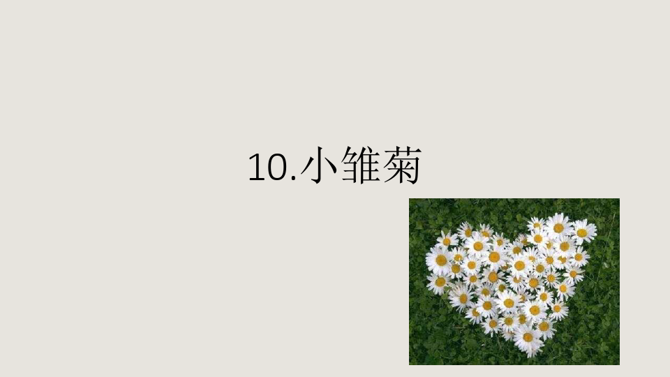 10.小雏菊
