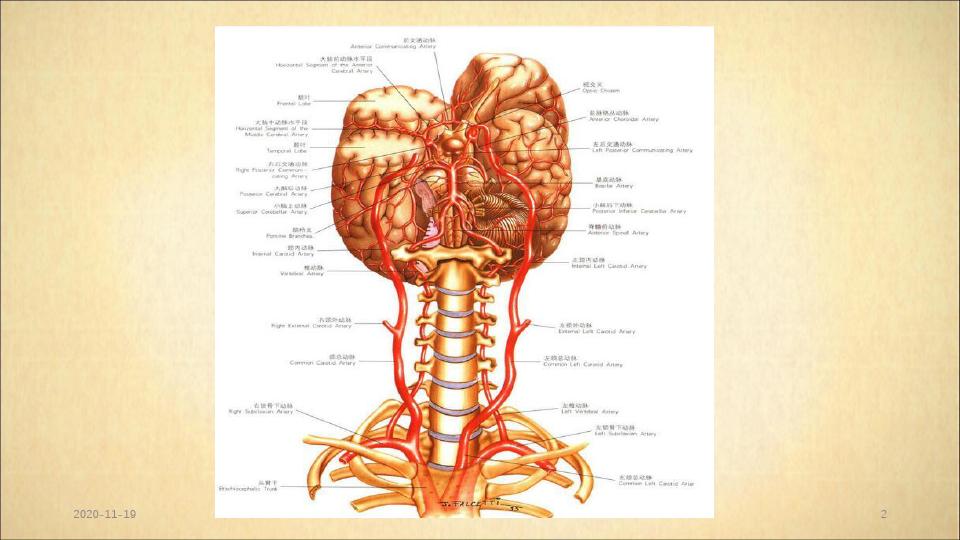 椎基底动脉系统及其综合征(最新课件)