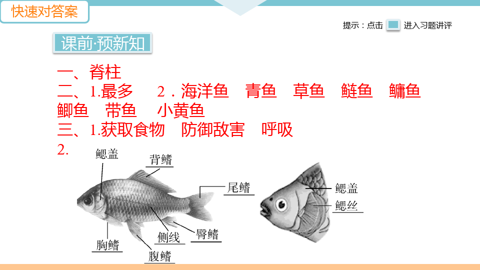 人教版八年级生物上册《鱼》习题课件