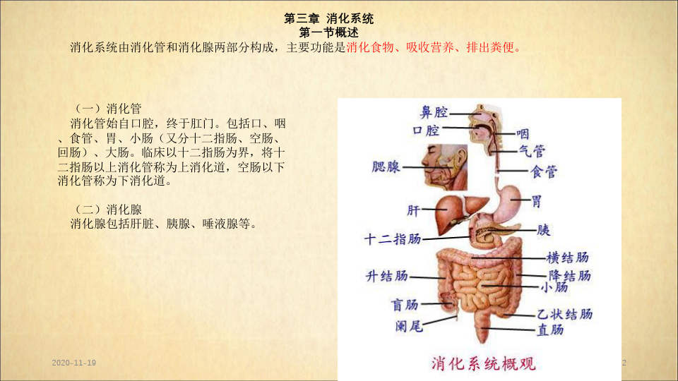 系统解剖学之消化系统(最新课件)
