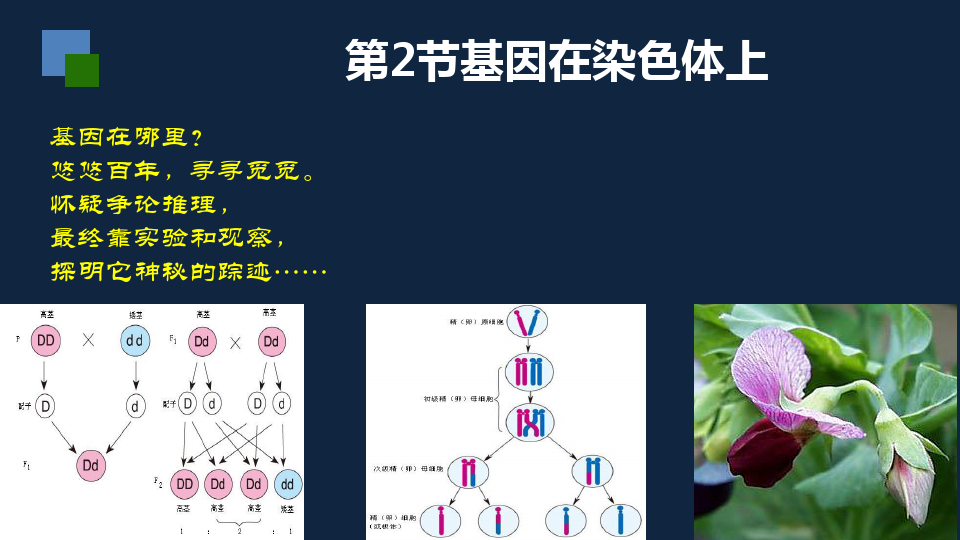 《基因在染色体上》课件新教材2