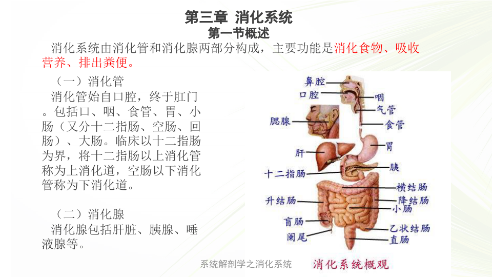 系统解剖学之消化系统