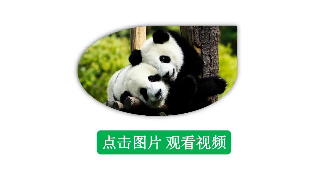 部编版小学语文三年级下册习作《国宝大熊猫》优质课件