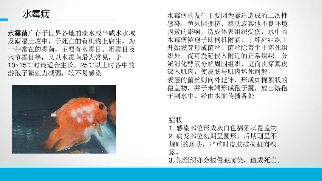 观赏鱼疾病诊断与防治