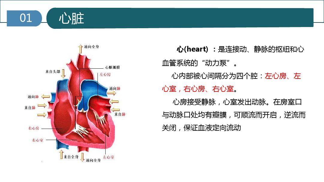 心脏的基本解剖课件