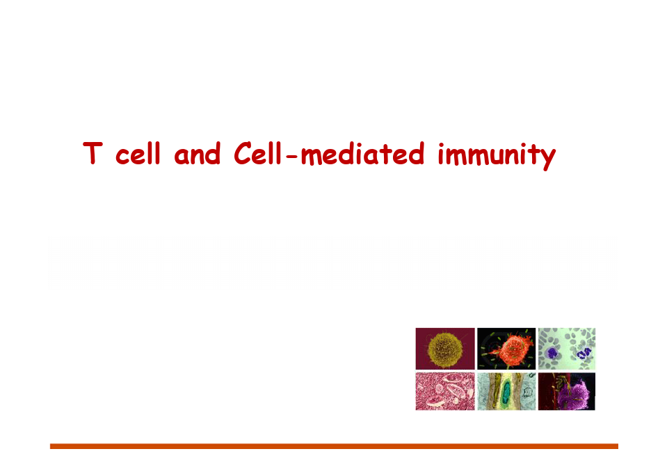 【医学免疫学】T细胞和细胞介导的免疫
