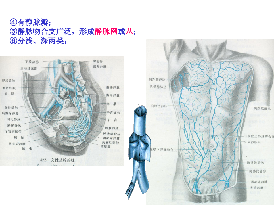 静脉系统解剖