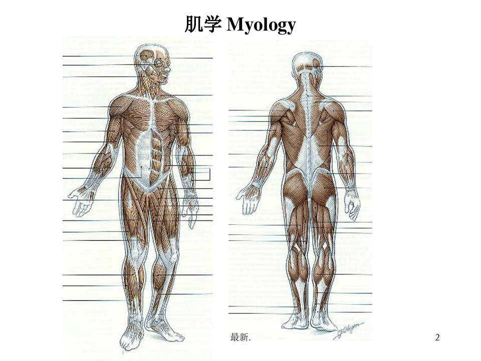 肌肉 医学解剖整理.ppt
