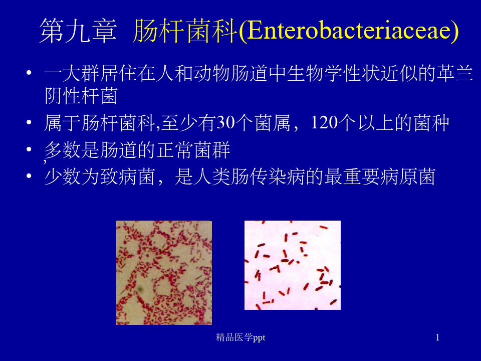 肠杆菌科Enterobacteriacea