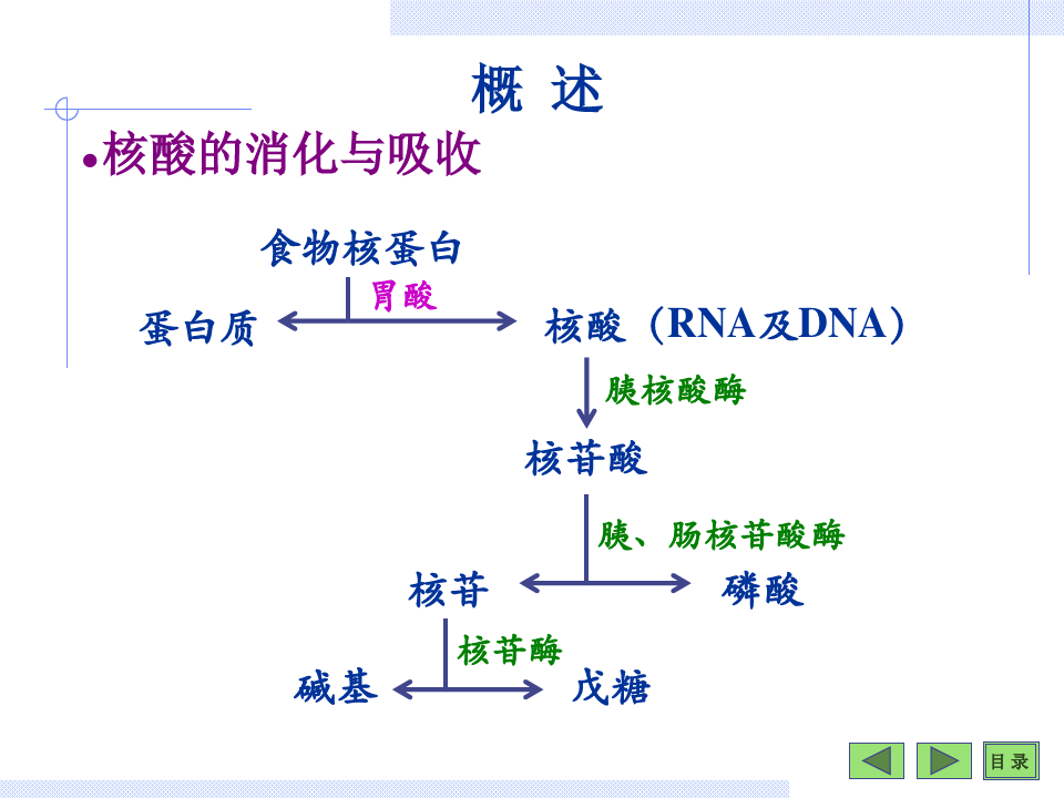 关于核苷酸代谢 (8)课件