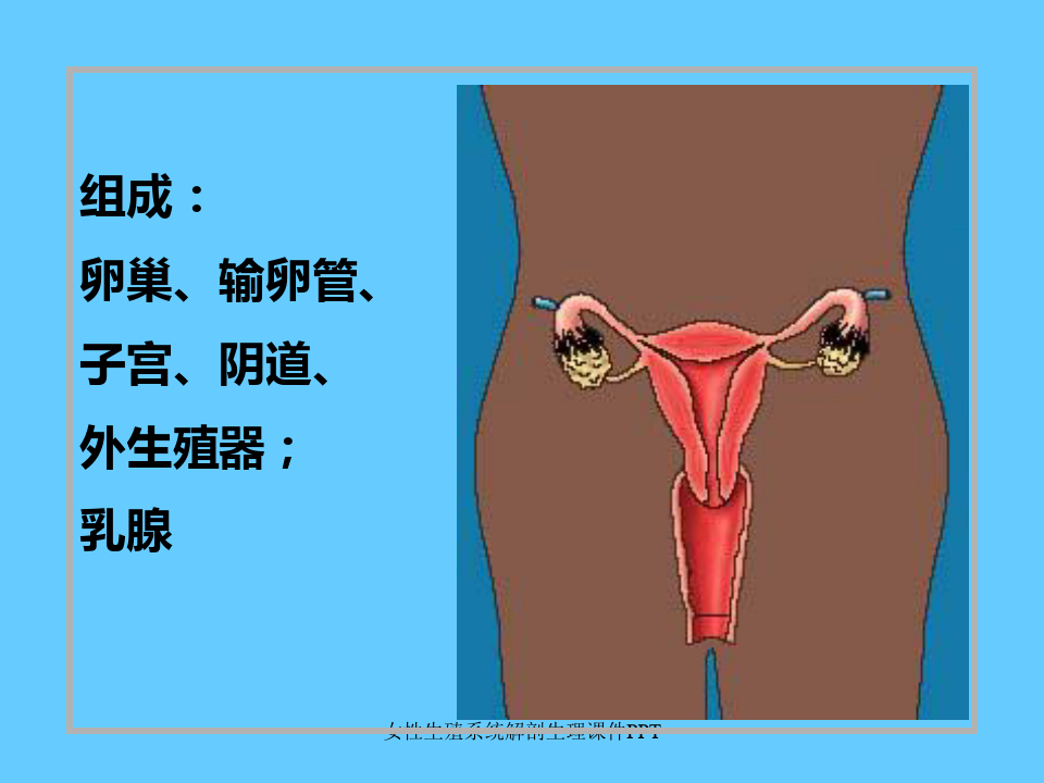 女性生殖系统解剖生理课件PPT