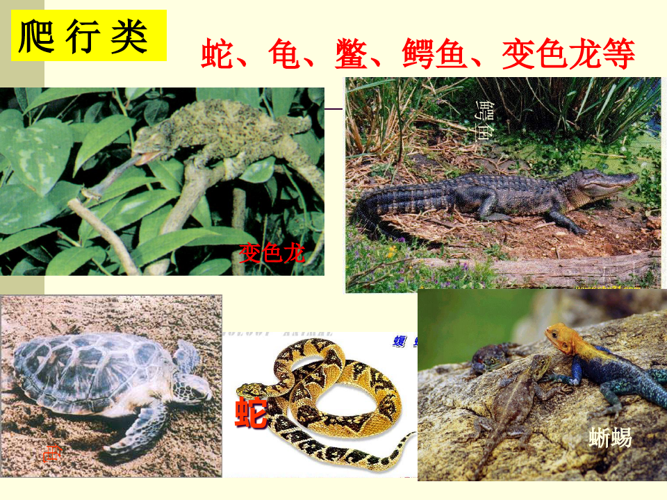 浙教版七年级科学上册常见的动物