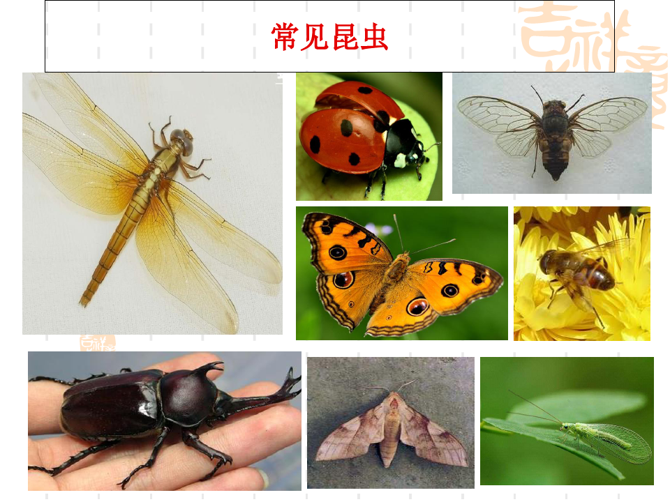 昆虫形态特征和分类