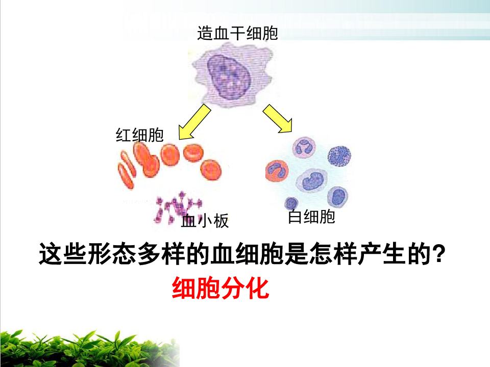 【新教材】人教版高中生物细胞的分化ppt教学课件2