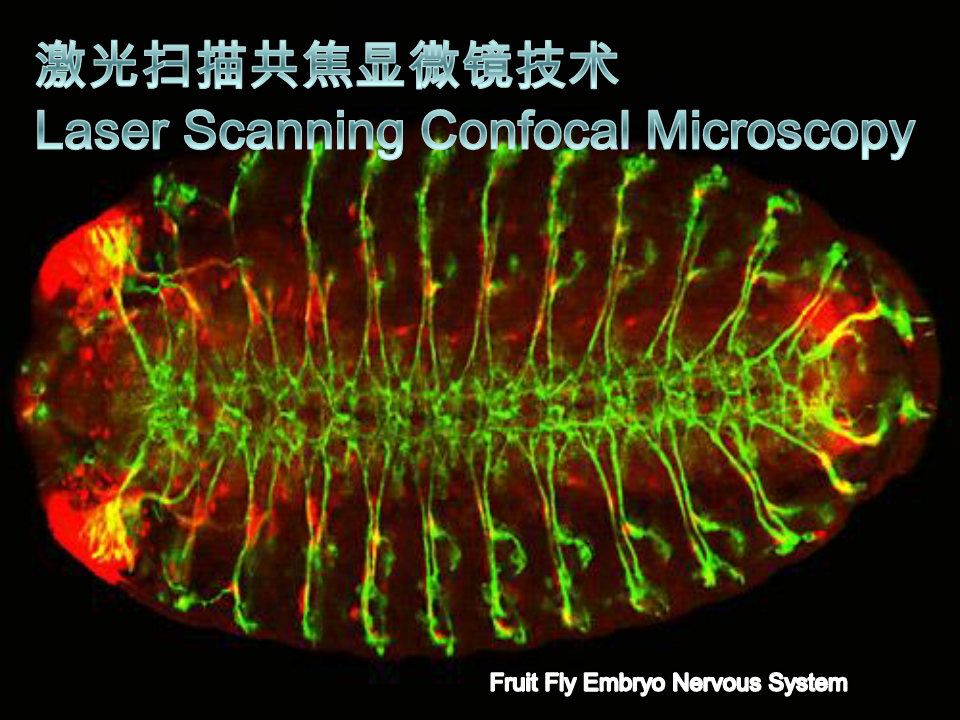 激光扫描共聚焦显微镜技术-0429剖析