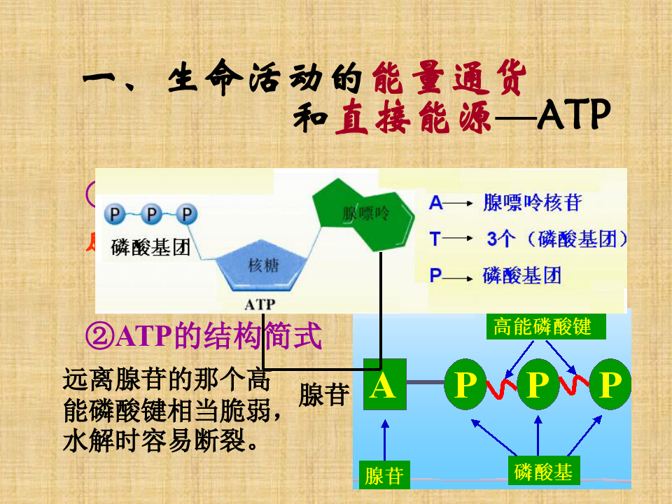 高中生物ATP和酶课件