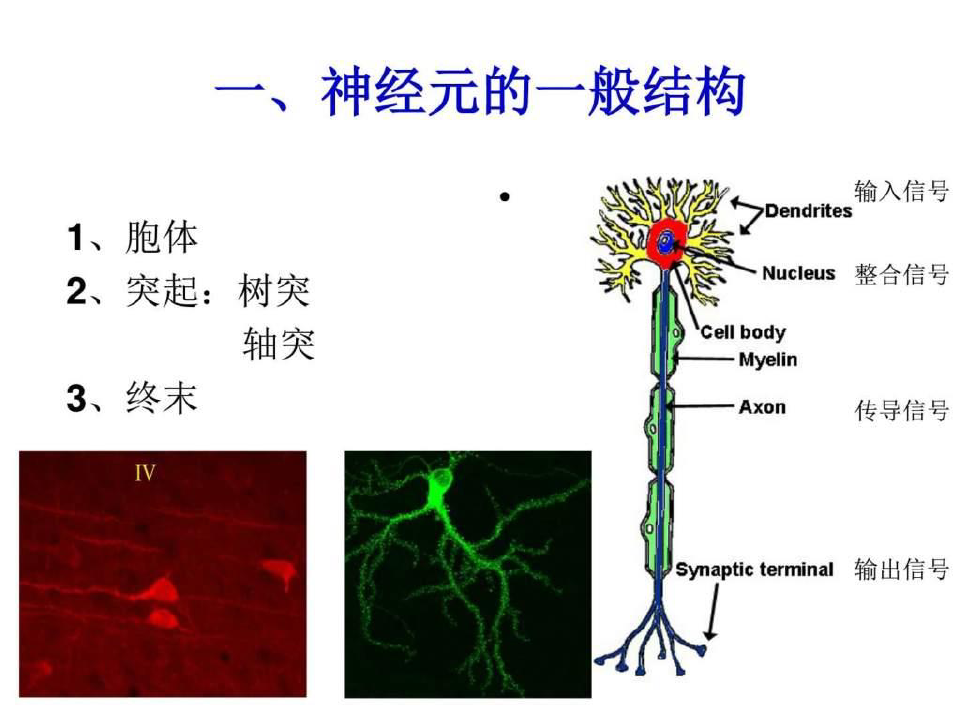 神经元和神经胶质细胞生物学自然科学专业资料