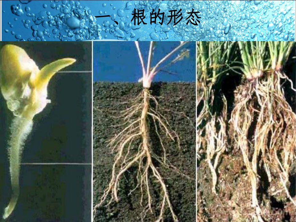 小学科学三年级上册课件植物的根和茎