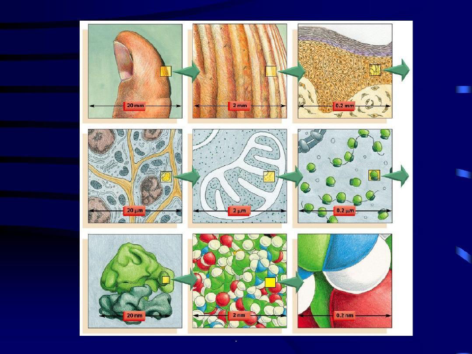 细胞生物学常用技术共99页