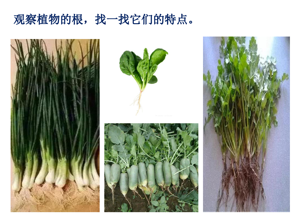 青岛版小学科学新三年级上册科学《植物的根》课件(18PPT)