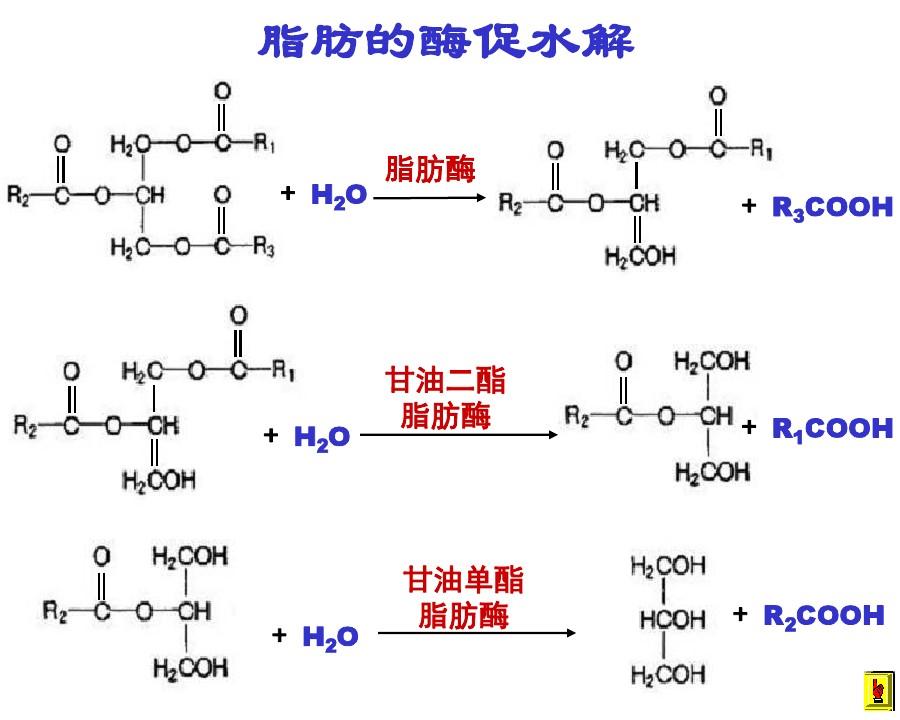 2017四川农业大学生物化学854考研-脂代谢
