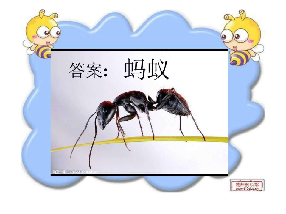 教科版三年级科学上册蚂蚁-课件.ppt