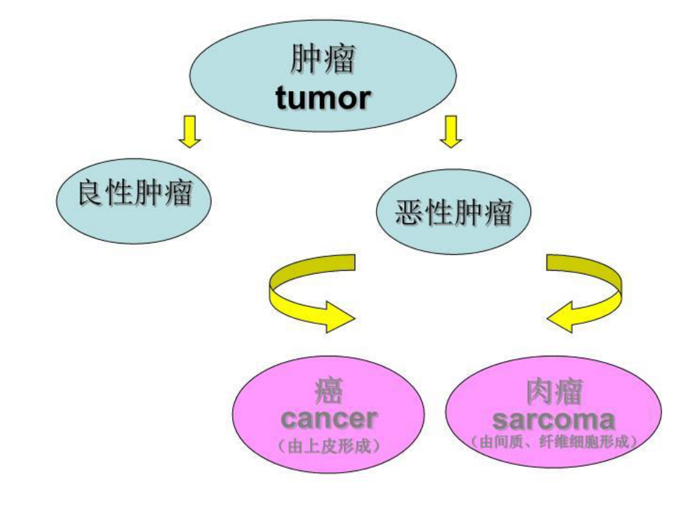 妇科肿瘤总论 PPT课件