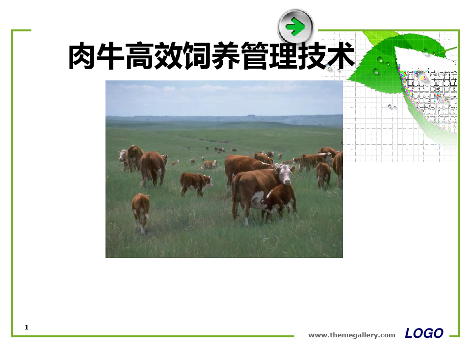 第五章 肉牛的饲养管理技术PPT课件
