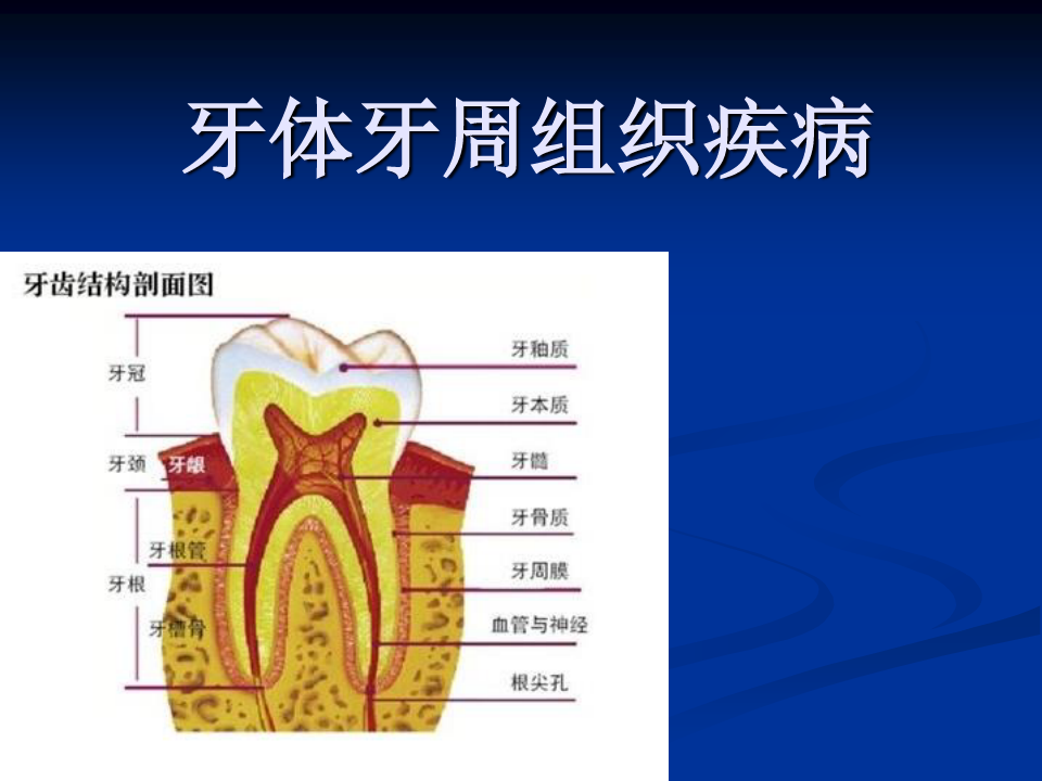 牙体牙周组织疾病
