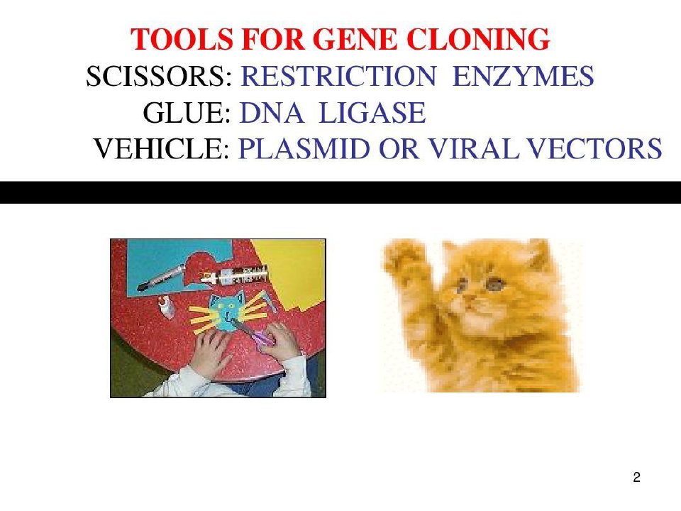 基因工程常用工具酶及应用共42页文档