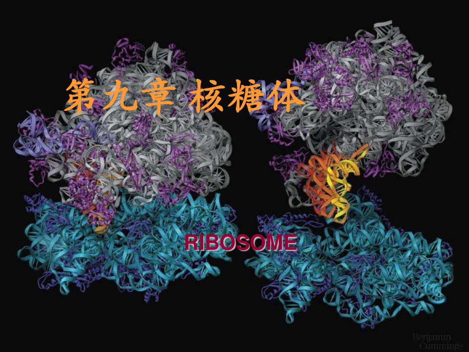 第九章核糖体ribosome