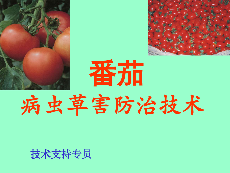 番茄病虫害防治技术PPT课件